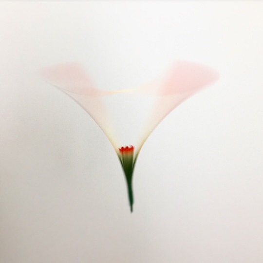 散華「まわり花」